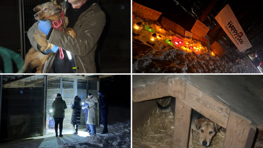 Sobolew zamknięty, ale walka o życie 200 zwierząt dopiero się zaczyna. Ruszyła pilna zbiórka