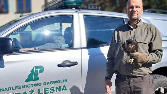 Sokół wędrowny Leszy odnaleziony w Reducinie. Trafił do Ptasiego Azylu