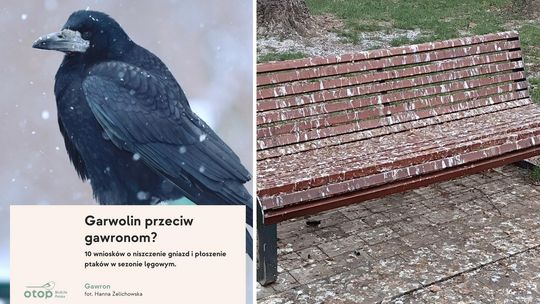 Spór o gawrony w Garwolinie. OTOP protestuje, miasto odpowiada