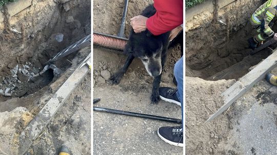 Strażacy dwa dni walczyli o życie psa uwięzionego w kanale burzowym