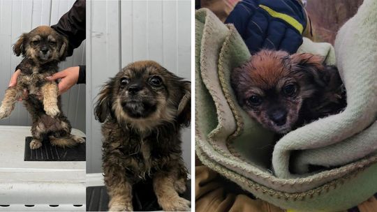 Szczeniak w rzece uratowany przez strażaków z OSP Trzcianka. Zwierzę trafiło do schroniska