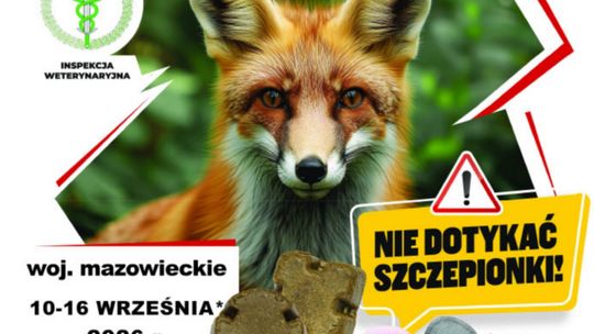 Szczepienie lisów przeciwko wściekliźnie. Od 10 września ważne zasady dla mieszkańców Mazowsza