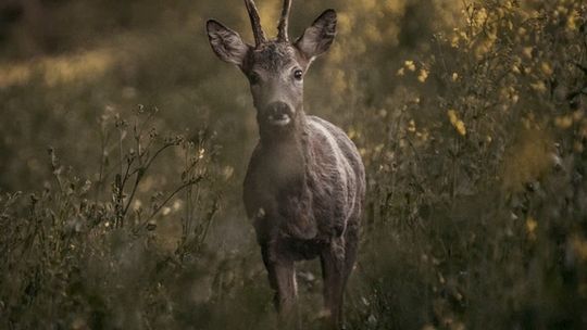 Uwaga na drogach! Dwa wypadki z udziałem dzikich zwierząt