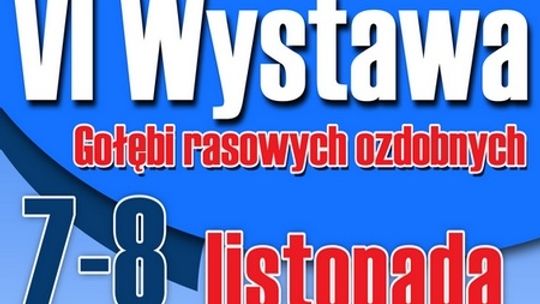 W listopadzie tradycyjna wystawa gołębi