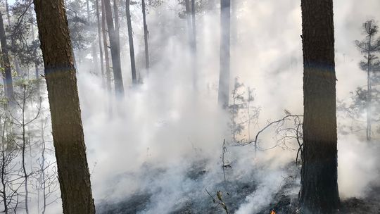 W Święto Strażaka gasili pożar lasu