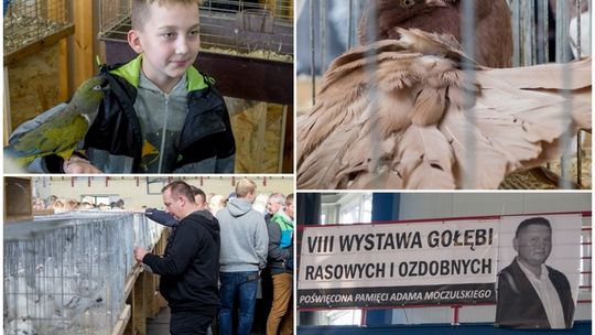 Wystawa Gołębi Rasowych i Ozdobnych po raz ósmy