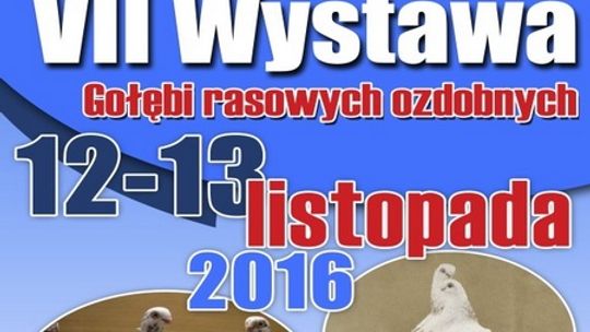 Wystawa gołębi rasowych już po raz siódmy w Garwolinie