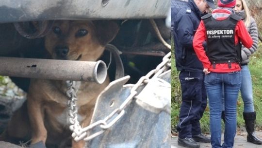 Żelechów: Gehenna psów 100 metrów od urzędu miasta