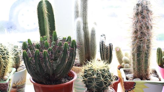 Żółte tablice lepowe – dlaczego powinny być w każdej doniczce