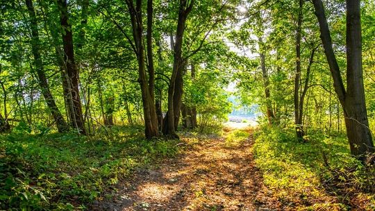 Zrewitalizują park i pozostałości po dworze