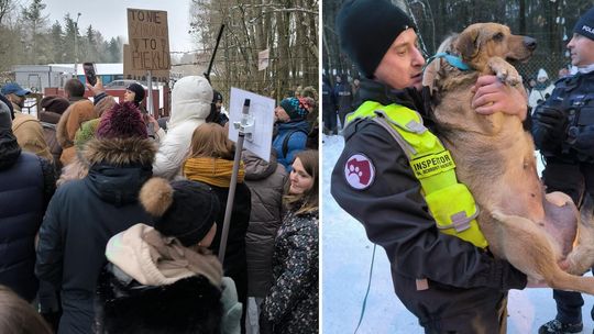 Zwierzęta z zamkniętego schroniska w Sobolewie zabezpieczane. Trwa akcja ratunkowa DIOZ i fundacji