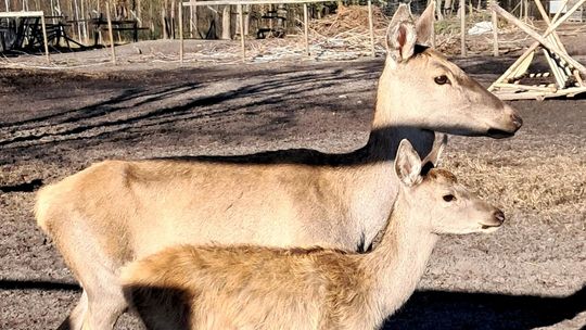 Zwrot w sprawie zagrody w Cyganówce. Nadleśnictwo wycofuje wypowiedzenie umowy