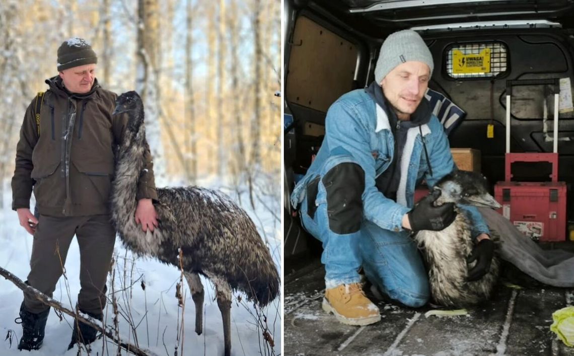 3 kilometry strachu przez fajerwerki. Emu uciekł w głąb lasu [wideo]