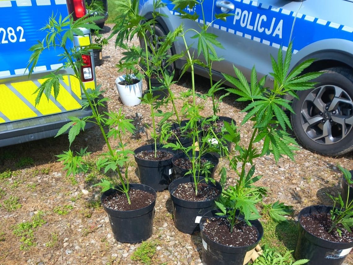 Aresztowany 29-latek, przejęte 1,5 kg marihuany i zlikwidowana plantacja konopi [wideo]