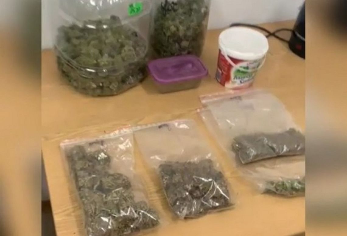 Blisko kilogram marihuany zabezpieczony. Kryminalni z Garwolina zlikwidowali plantację konopi [wideo]
