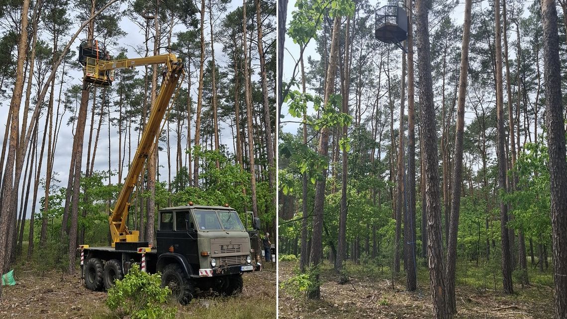 Czy sokół wędrowny wróci do lasów Garwolina? Nadleśnictwo przystępuje do programu odbudowy gatunku