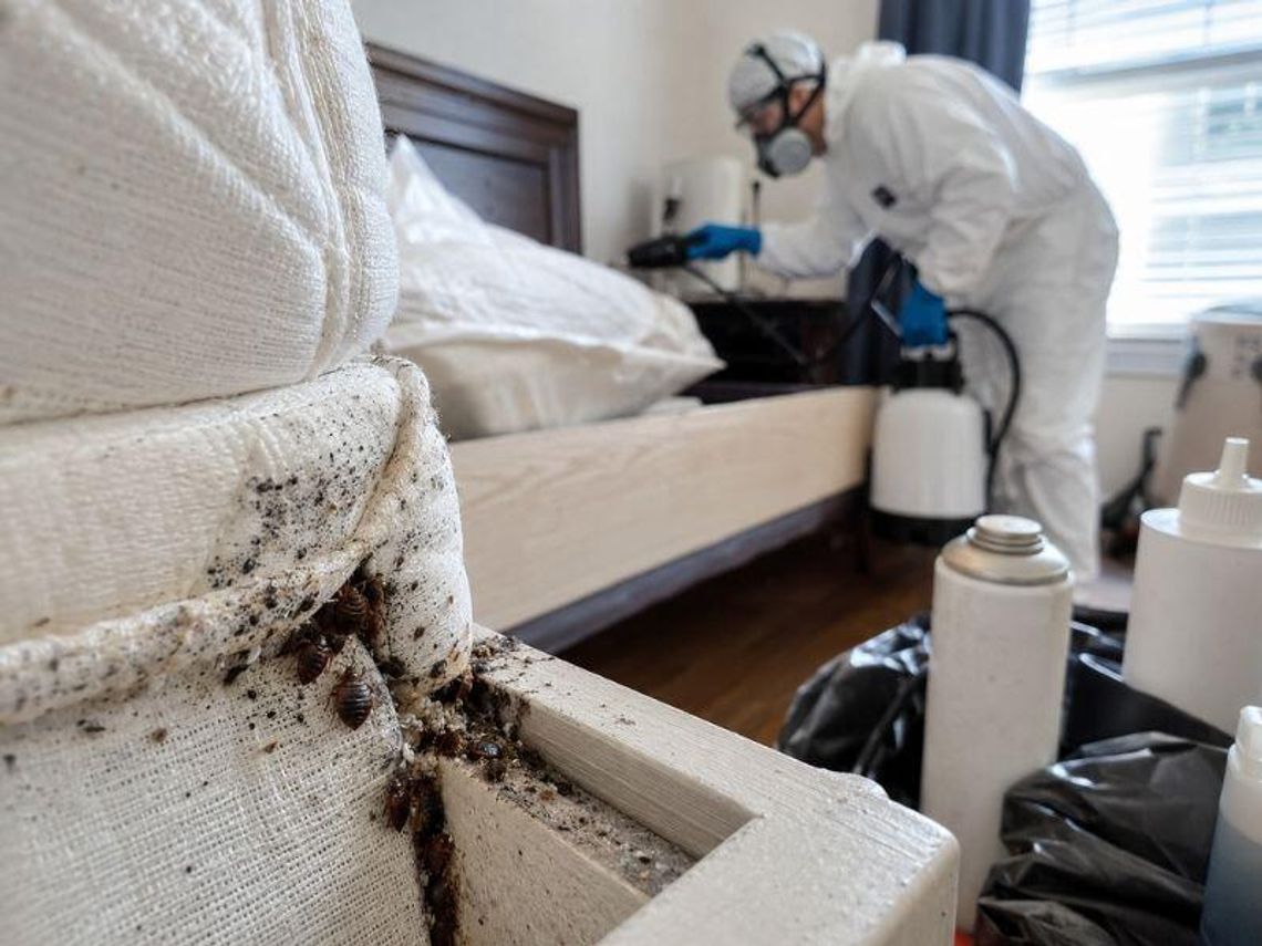Dlaczego pluskwy stają się coraz odporniejsze na środki chemiczne?