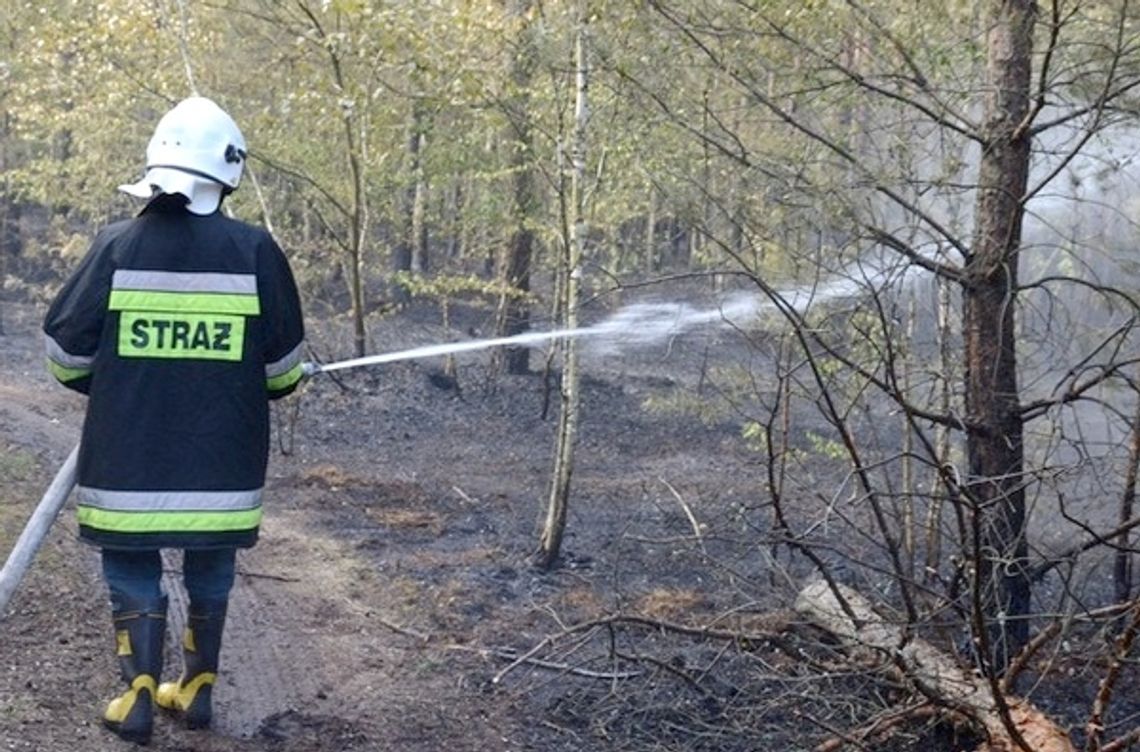 Duży pożar lasu w Gocławiu