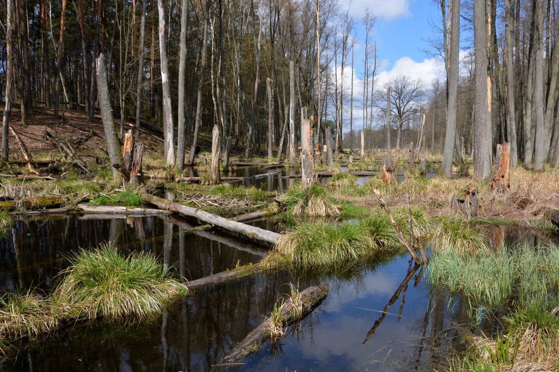 Gm. Łaskarzew: Powstanie rezerwat przyrody