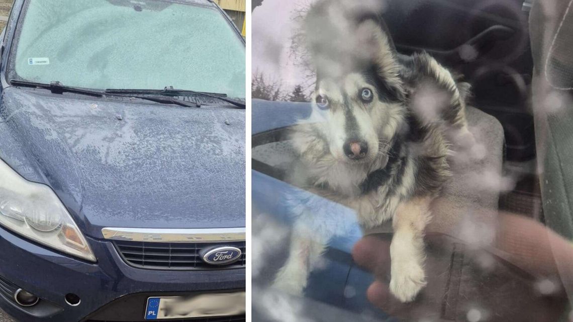 Husky zamknięty w aucie na mrozie – interweniowała policja