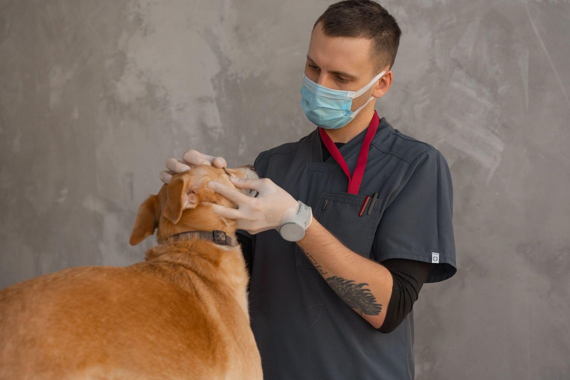 Ile kosztuje jesień u weterynarza? Najczęstsze nagłe przypadki sezonu i realne rachunki Ile kosztuje jesień u weterynarza? Najczęstsze nagłe przypadki sezonu i realne rachunki