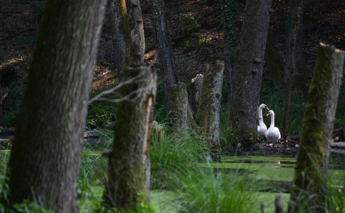 Jak dobrze znasz geografię powiatu garwolińskiego? Sprawdź się w nowym quizie!