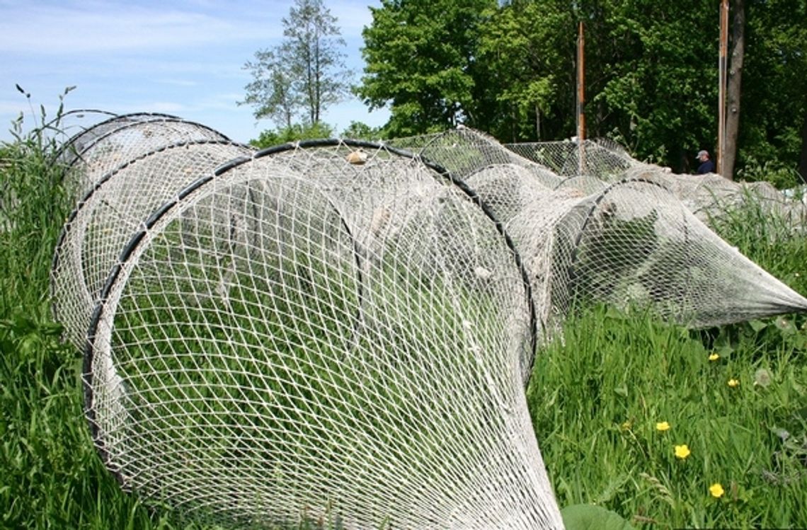 Kłusownictwo nad Wilgą. Policja szuka sprawcy