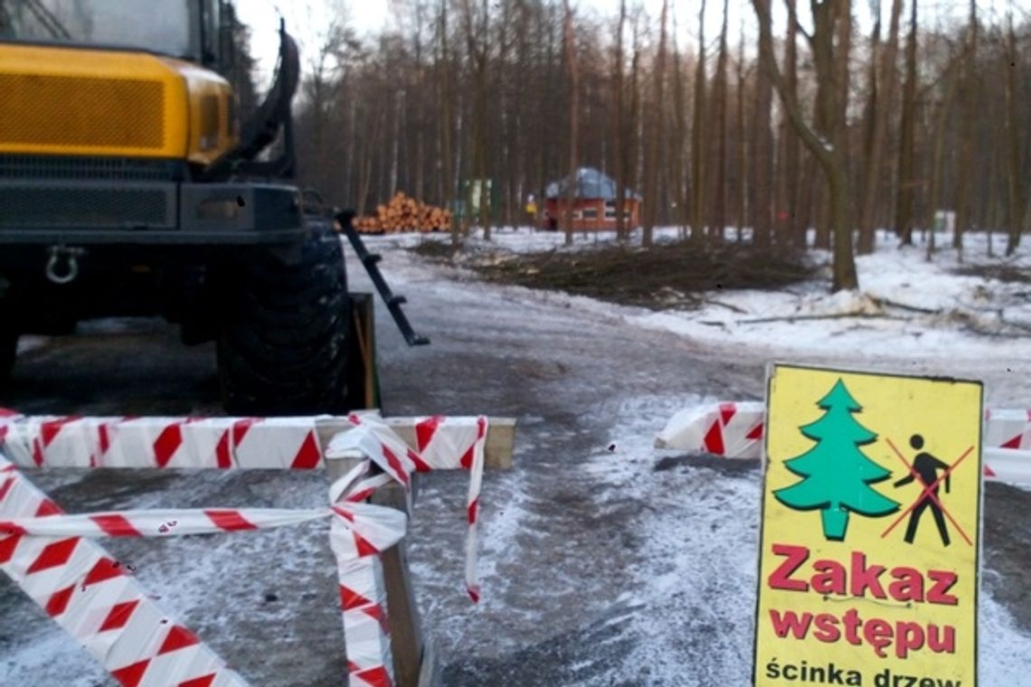 Kolejny etap wycinki drzew. Utrudnienia na DK 17