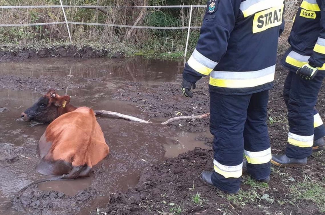 Krowa ugrzęzła w bagnie. Uratowali ją strażacy