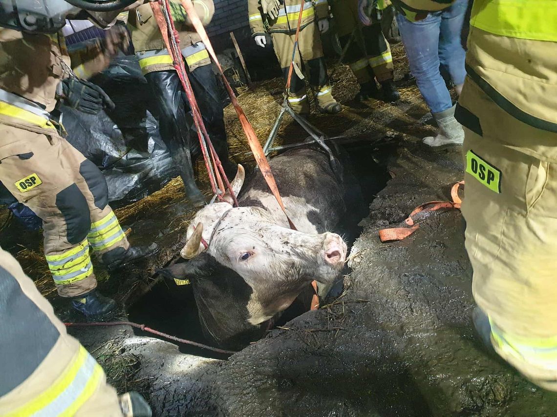 Krowa wpadła do szamba w Zwoli. Strażacy prowadzili akcję ratunkową pod nadzorem weterynarza