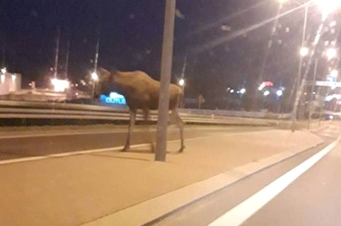 Łoś spaceruje po mieście. Uciekł policji i straży