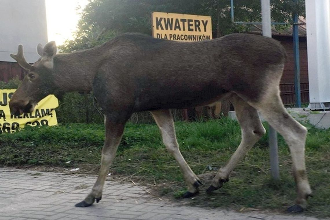 Łoś wbiegł prosto pod koła