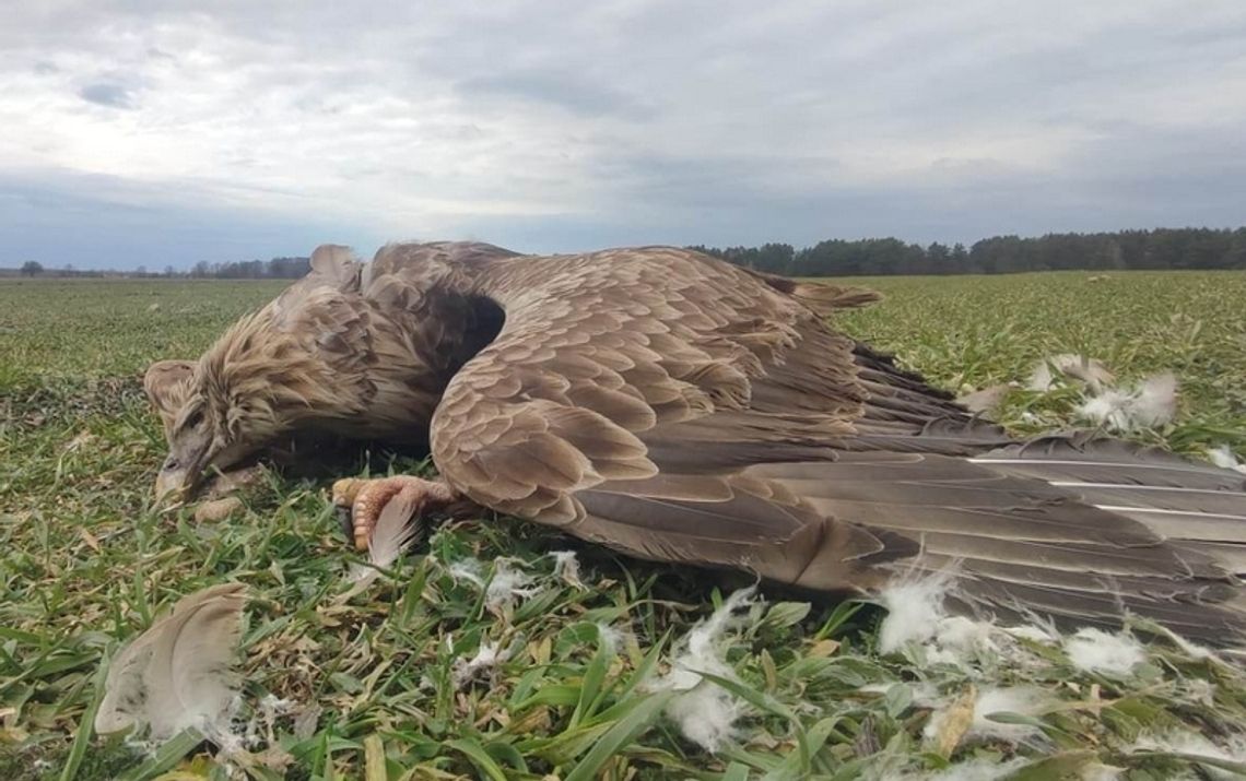 Martwy bielik. Wniosek o wszczęcie śledztwa i sekcję