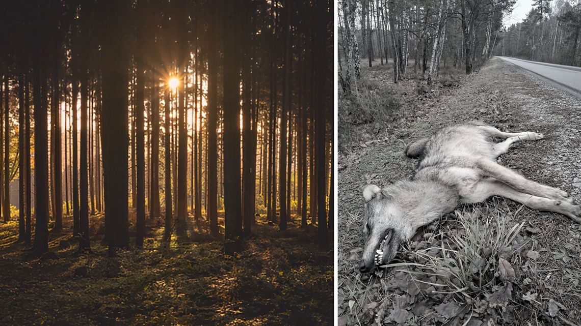 Martwy wilk znaleziony w lesie koło Wanat. Nadleśnictwo Garwolin apeluje o ostrożność Martwy wilk znaleziony w lesie koło Wanat. Nadleśnictwo Garwolin apeluje o ostrożność