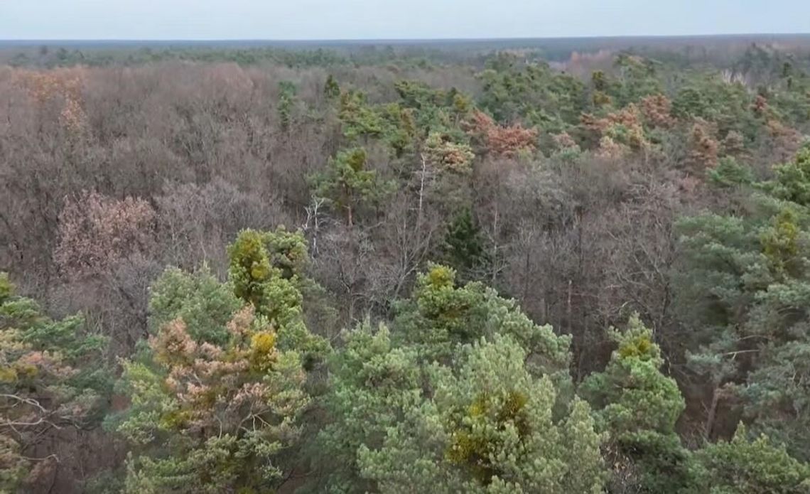 Nadleśnictwo Garwolin alarmuje: sosnowe drzewostany zamierają. „Obrazy nie napawają optymizmem”