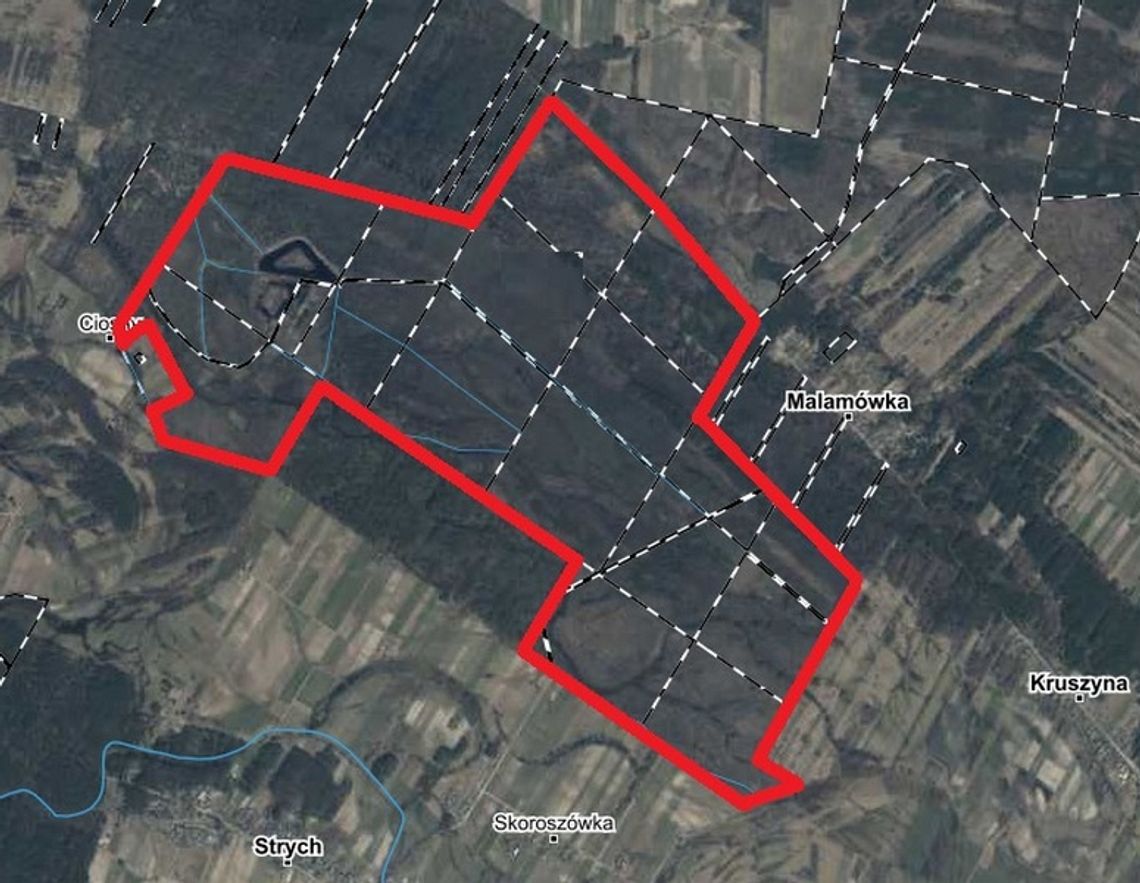 Nowy rezerwat przyrody w planach. Wyjątkowy obszar w Nadleśnictwie Garwolin czeka na ochronę