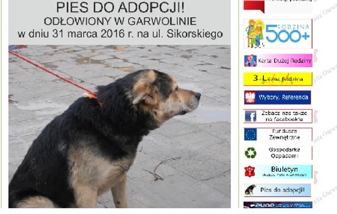 Pies do adopcji ? z urzędu