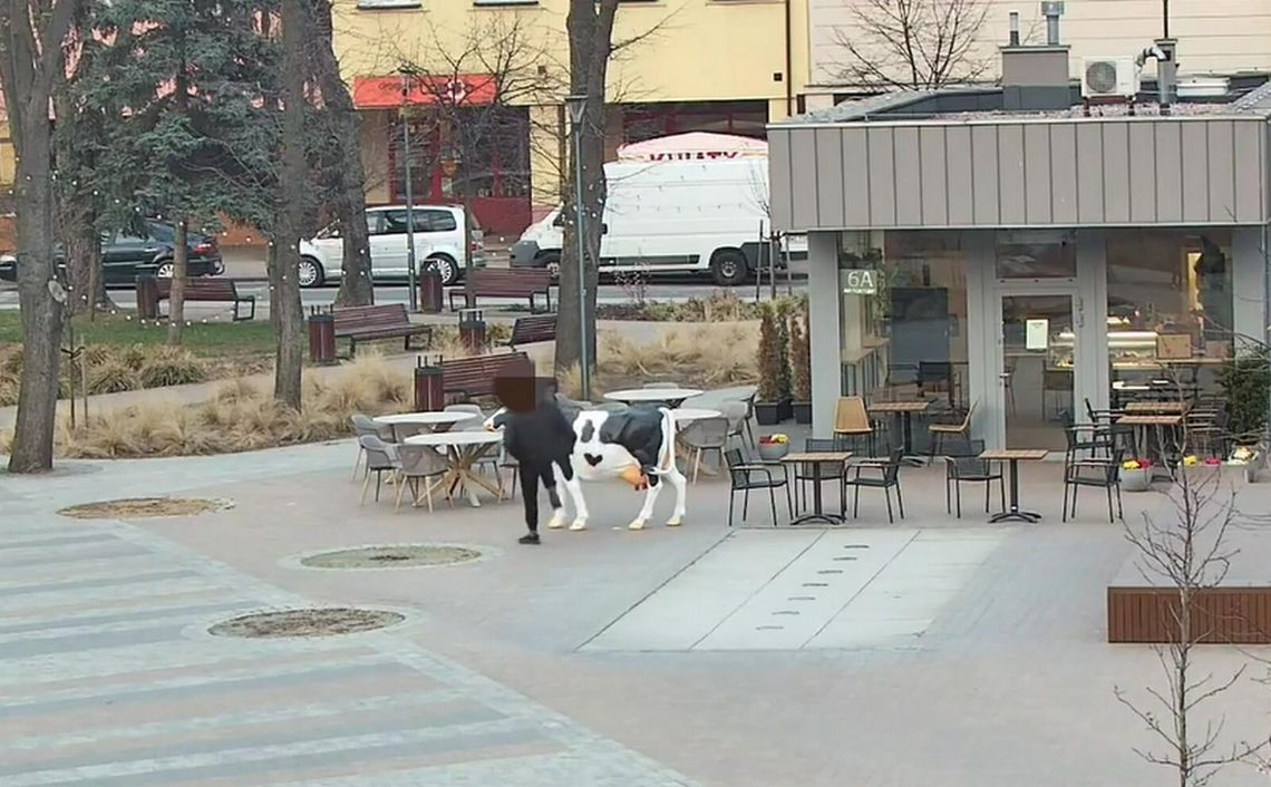 Pijany wandal powalił figurę krowy i zaatakował patrol. Usłyszał serię zarzutów [wideo]