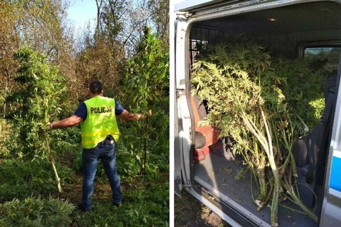 Plantacja konopi pod Łaskarzewem