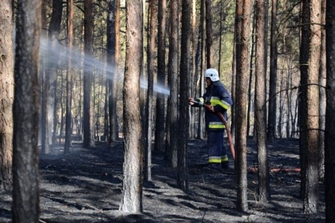 Płonie las w gminie Górzno