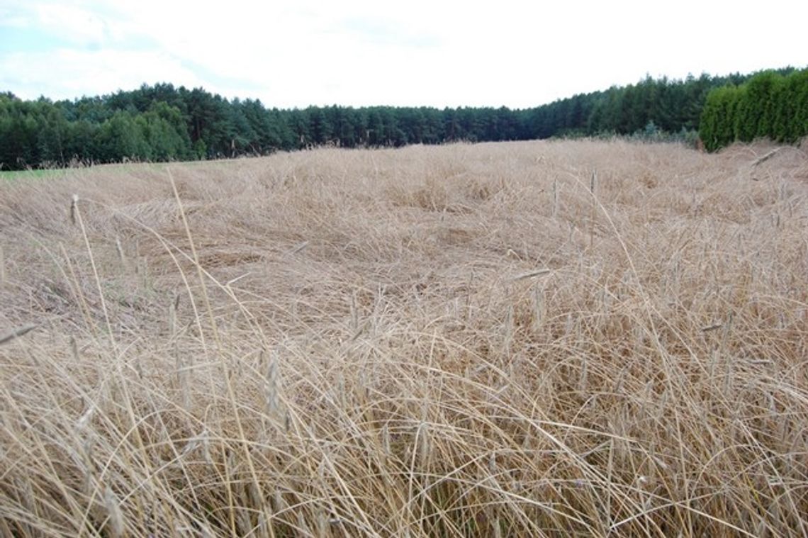 Pogoda nie sprzyja rolnikom