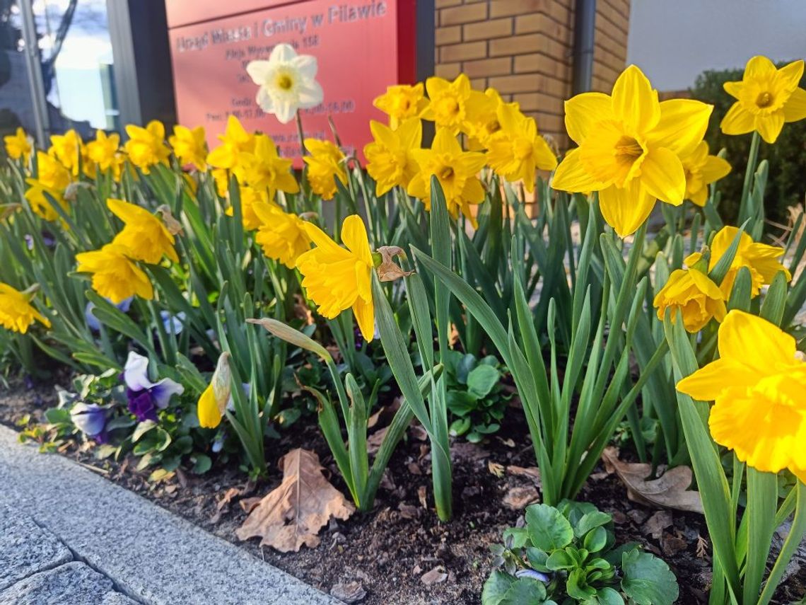 Pola Nadziei rozkwitły w gminie Pilawa. „Budujemy miejsce, w którym nikt nie będzie sam”