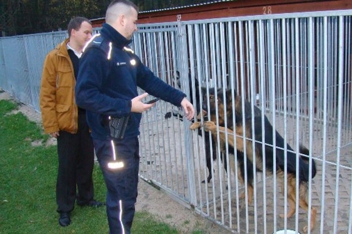 Policjanci pomogli bezdomnym zwierzętom