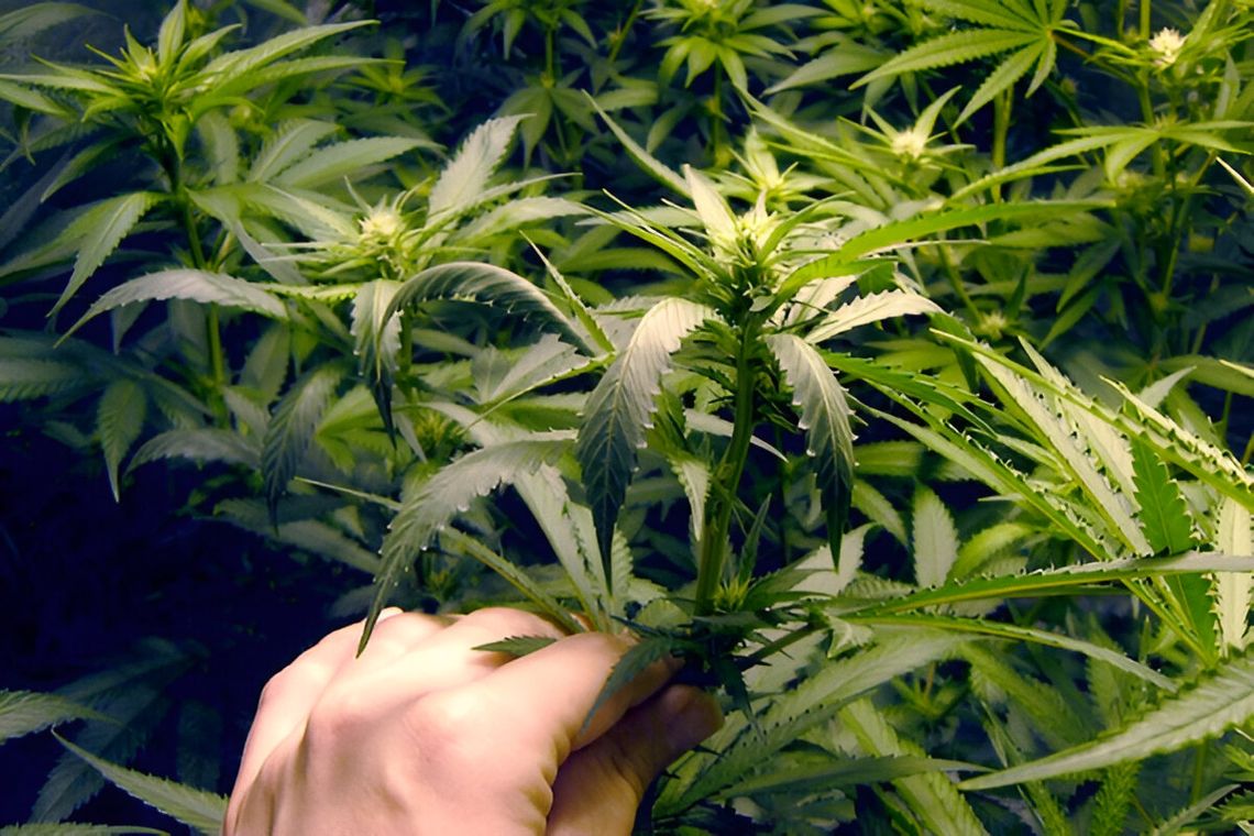 Pomylił patrol z imprezą – chciał poczęstować policjantki marihuaną Pomylił patrol z imprezą – chciał poczęstować policjantki marihuaną