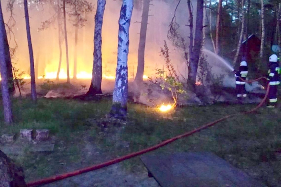 Pożar lasu w Wildze. Zapaliło się od grilla?