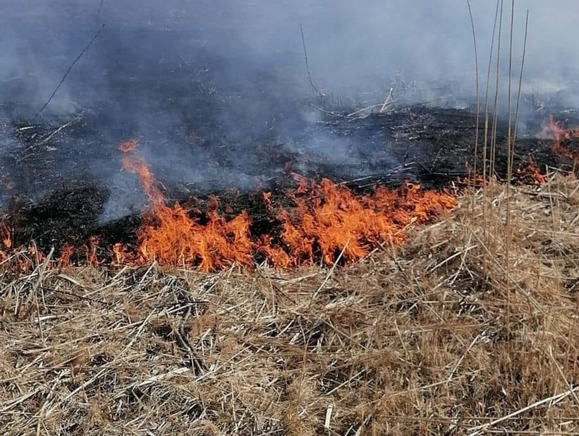 Pożar nieużytków na wyspie Wisły