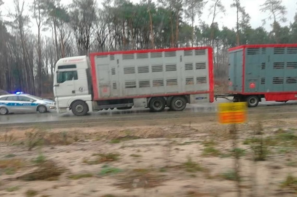 Pożar przyczepy z trzodą chlewną