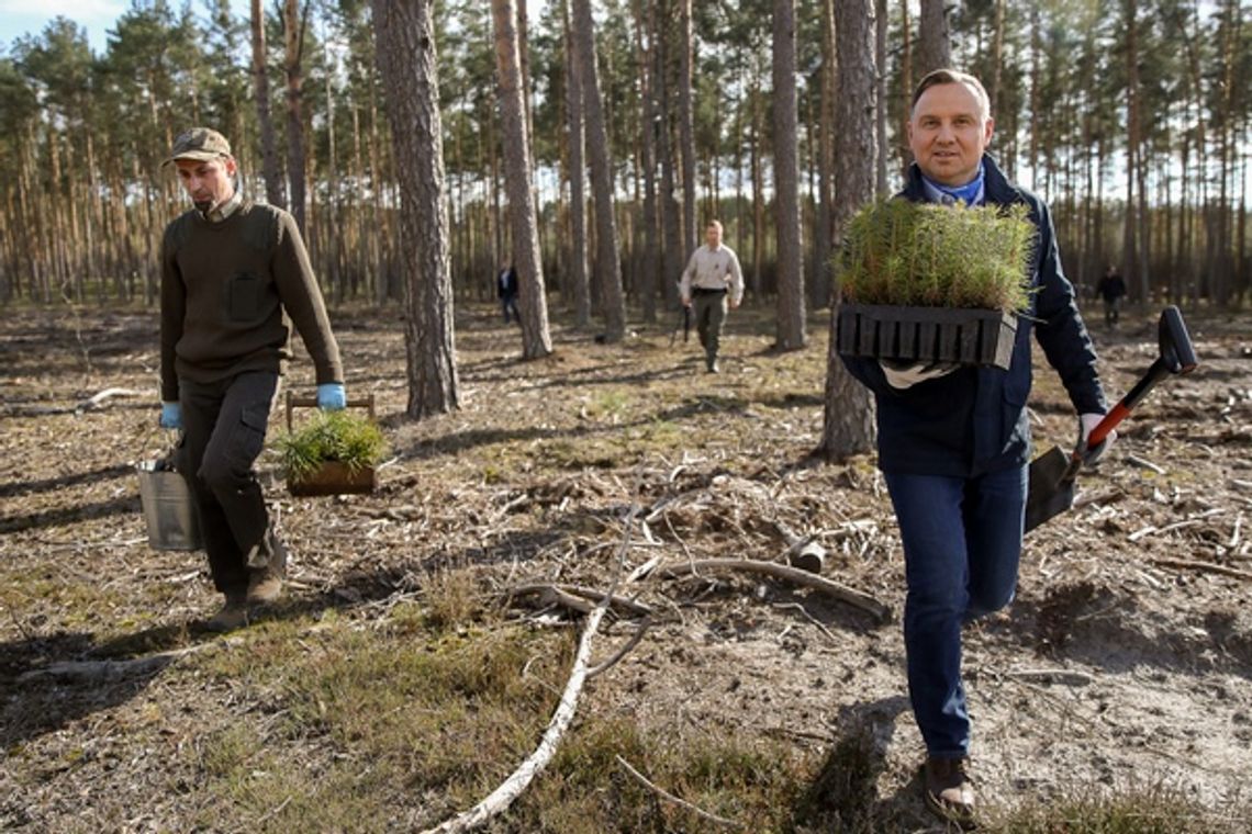 Prezydent sadził drzewa pod Maciejowicami