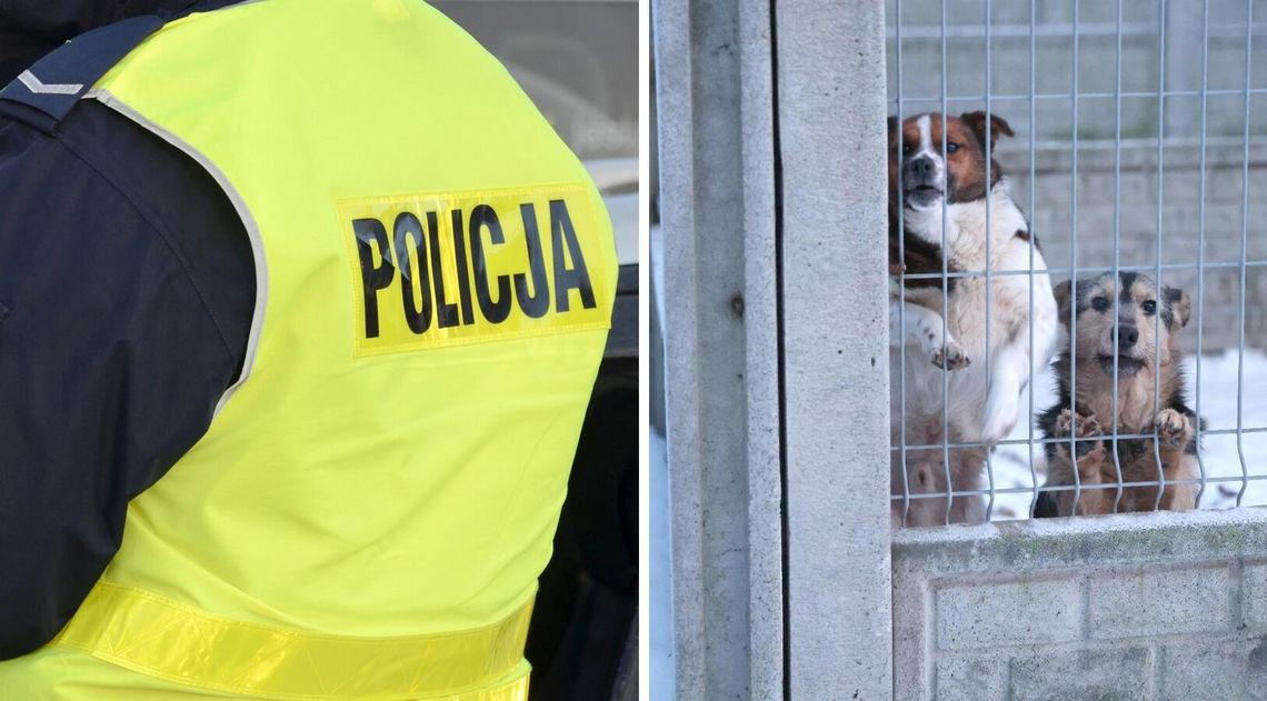 Protest w Sobolewie. Policja apeluje o spokój i dobro zwierząt