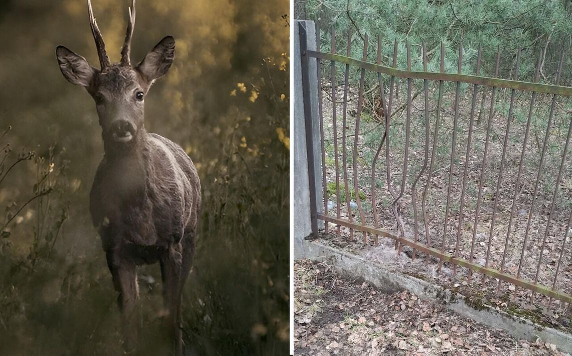 Sarna uwięziona w ogrodzeniu. Na ratunek strażacy Sarna uwięziona w ogrodzeniu. Na ratunek strażacy